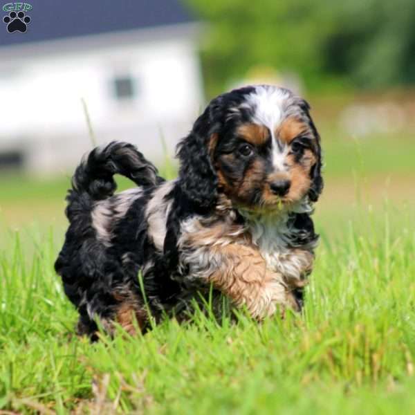 Trish, Cockapoo Puppy