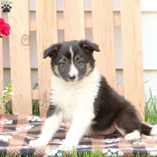 Trixie, Border Collie Puppy