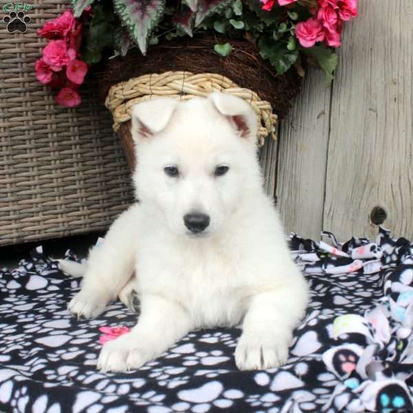 Trixie, German Shepherd Puppy
