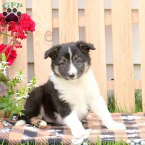 Trixie, Border Collie Puppy
