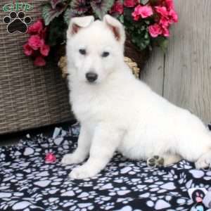 Trixie, German Shepherd Puppy