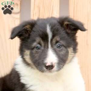 Trixie, Border Collie Puppy