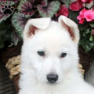 Trixie, German Shepherd Puppy