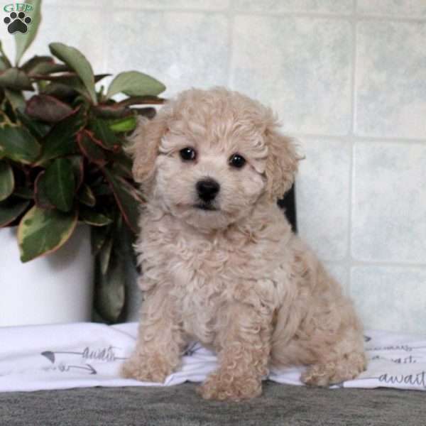 Trixie, Bich-Poo Puppy