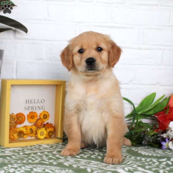 Trixie, Golden Retriever Puppy
