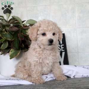 Trixie, Bich-Poo Puppy