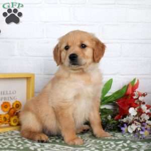Trixie, Golden Retriever Puppy