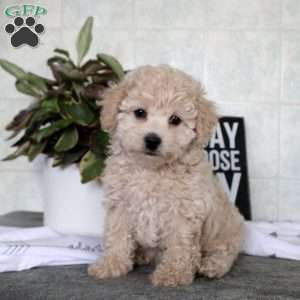 Trixie, Bich-Poo Puppy
