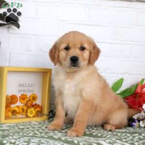 Trixie, Golden Retriever Puppy