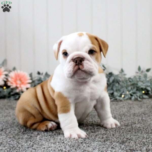 Trooper, English Bulldog Puppy