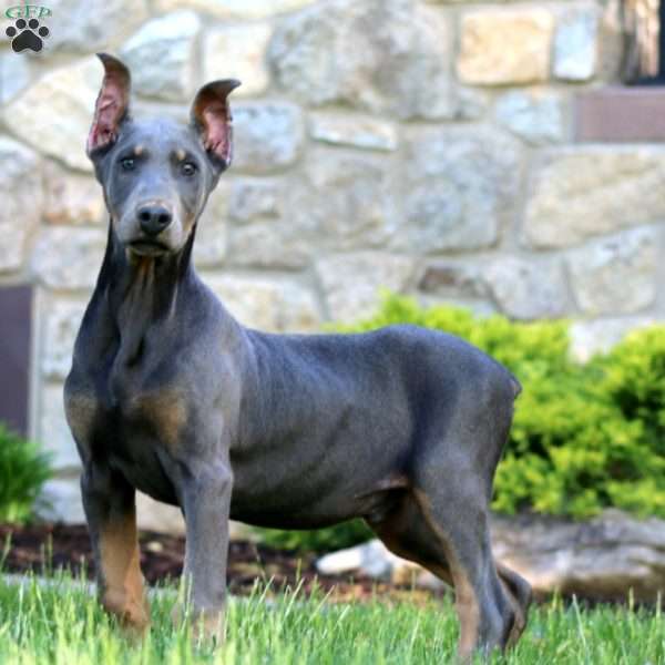 Trooper, Doberman Pinscher Puppy