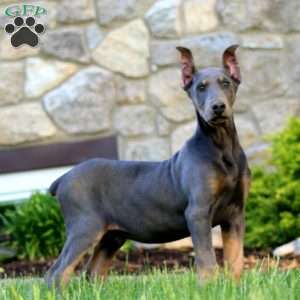Trooper, Doberman Pinscher Puppy