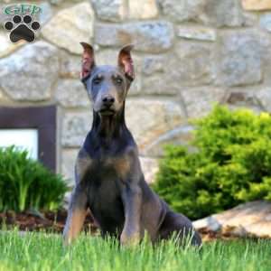 Trooper, Doberman Pinscher Puppy