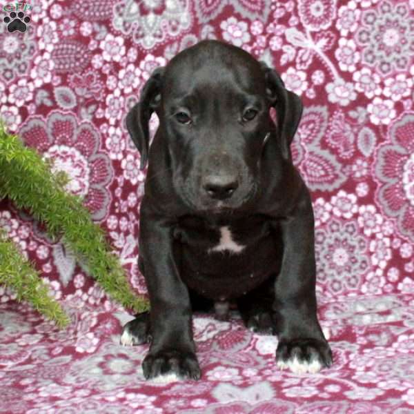 Trout, Great Dane Puppy