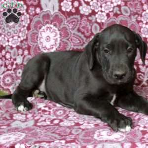 Trout, Great Dane Puppy