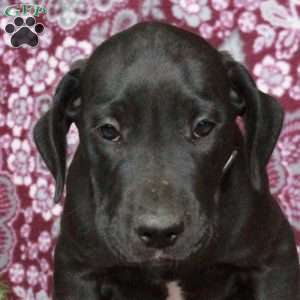 Trout, Great Dane Puppy