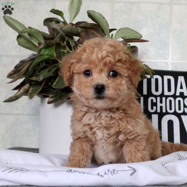 Troy, Bich-Poo Puppy