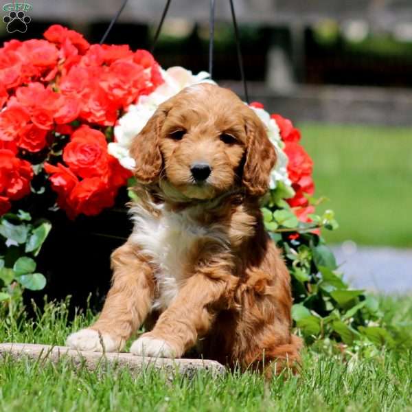Troy, Goldendoodle Puppy