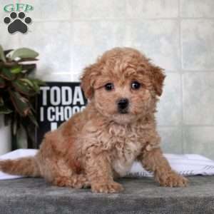 Troy, Bich-Poo Puppy