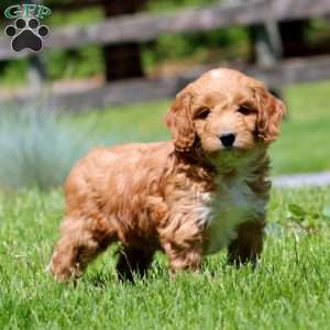 Troy, Goldendoodle Puppy