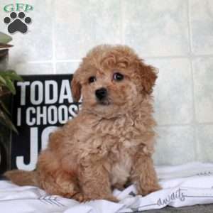 Troy, Bich-Poo Puppy