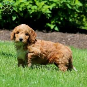 Troy, Goldendoodle Puppy
