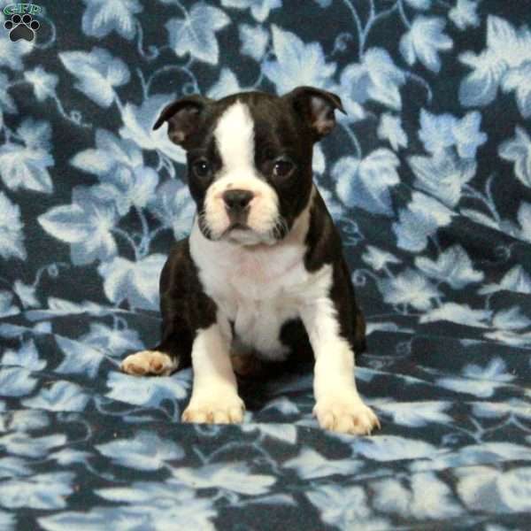 Trudy, Boston Terrier Puppy