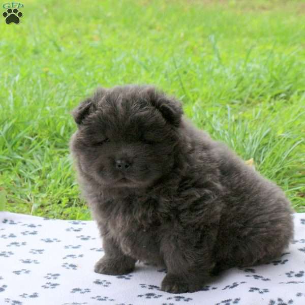 Truffle, Chow Chow Puppy