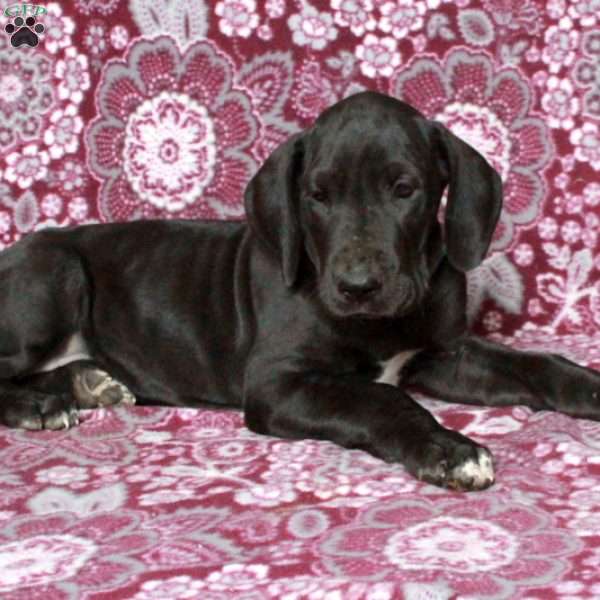 Truly, Great Dane Puppy