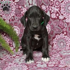 Truly, Great Dane Puppy