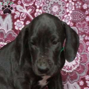 Truly, Great Dane Puppy