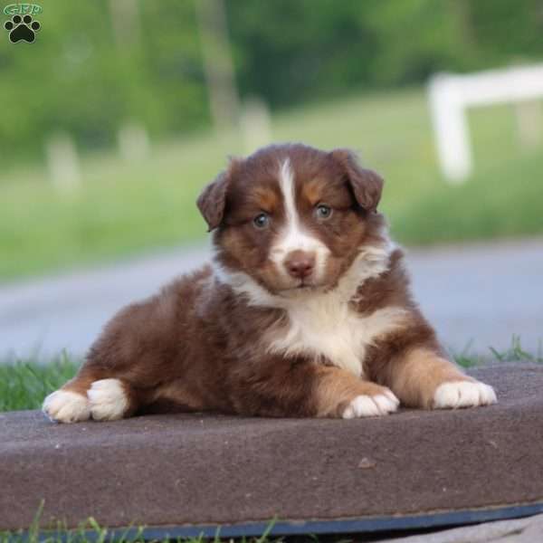 Truly, Australian Shepherd Puppy