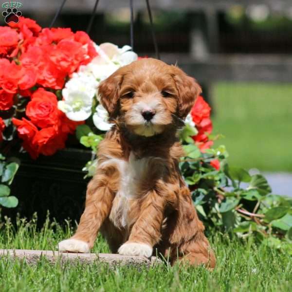 Truly, Goldendoodle Puppy