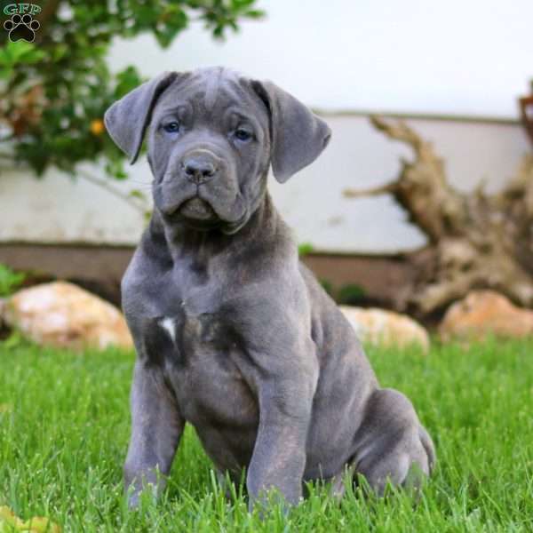 Truly, Cane Corso Puppy