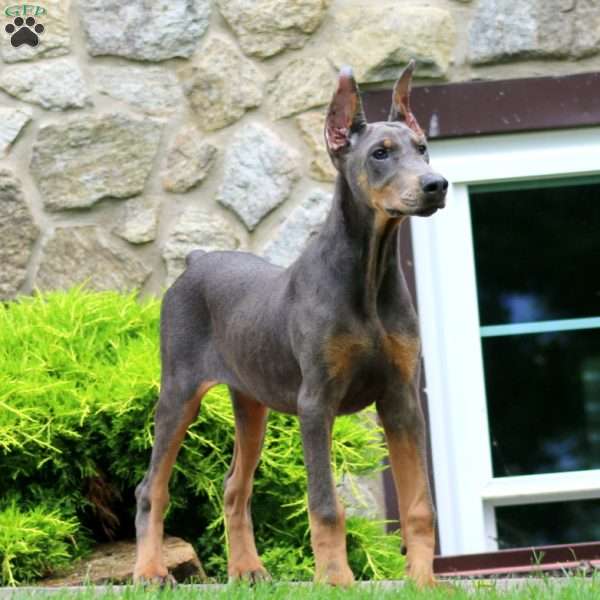 Truly, Doberman Pinscher Puppy