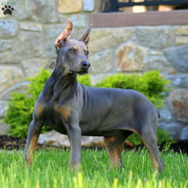 Truly, Doberman Pinscher Puppy