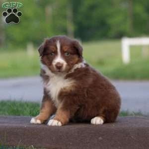 Truly, Australian Shepherd Puppy