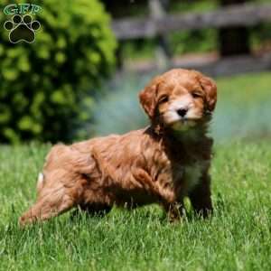 Truly, Goldendoodle Puppy