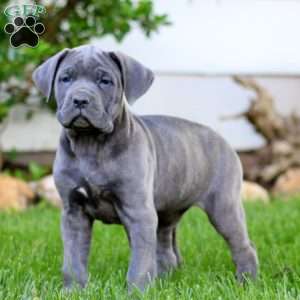Truly, Cane Corso Puppy