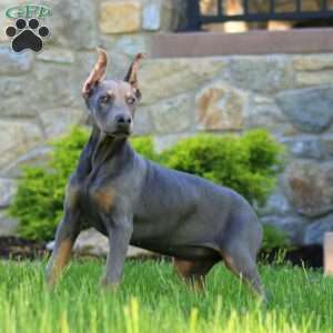 Truly, Doberman Pinscher Puppy