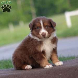 Truly, Australian Shepherd Puppy