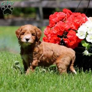 Truly, Goldendoodle Puppy