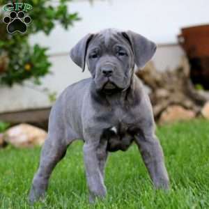 Truly, Cane Corso Puppy