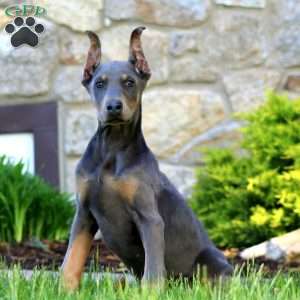 Truly, Doberman Pinscher Puppy