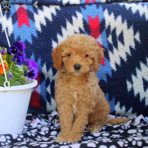 Tucker, Mini Goldendoodle Puppy