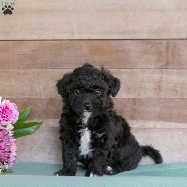 Tucker, Toy Poodle Puppy
