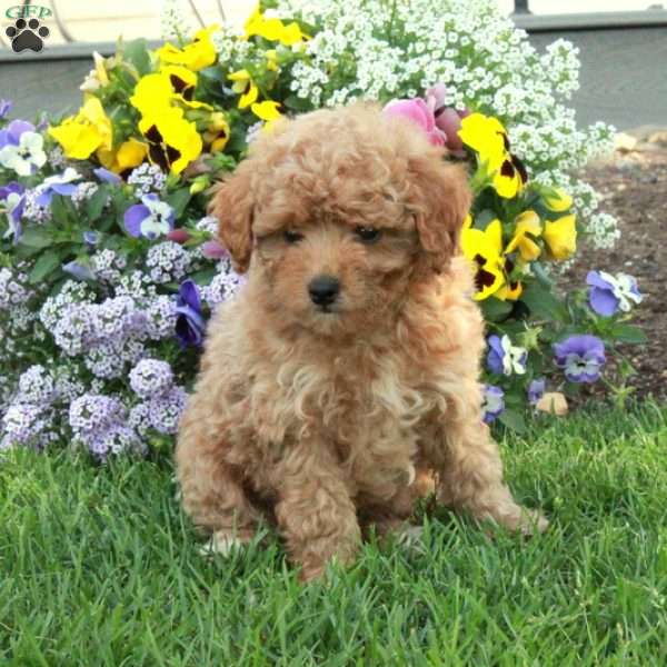 Tucker, Toy Poodle Puppy