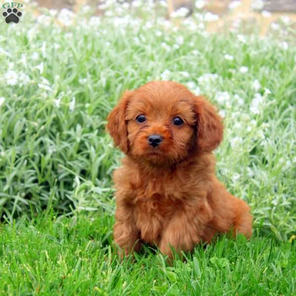 Tucker, Cavapoo Puppy