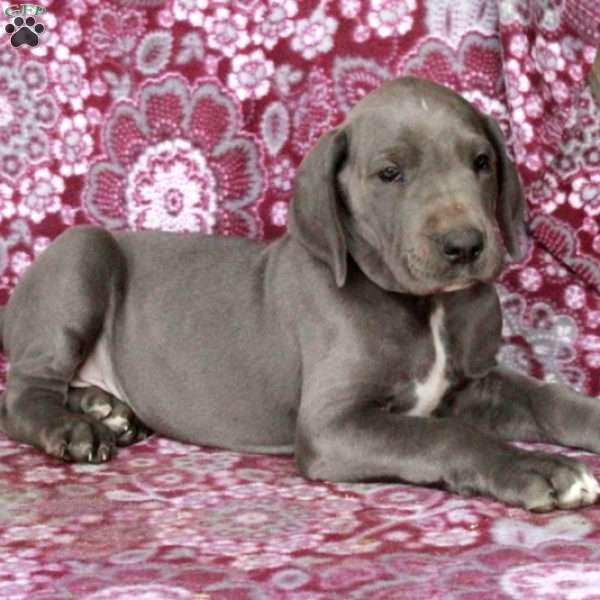 Tucker, Great Dane Puppy