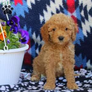 Tucker, Mini Goldendoodle Puppy